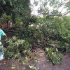 Cerca de 20 árvores também foram derrubadas durante a chuva forte. - Foto 1