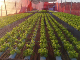 Projeto leva hidroponia a agricultores familiares e aumenta produção em Naviraí