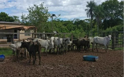 Jovem furta gado de vizinho no valor de R$ 18 mil para pagar tratamento de pai com dengue em MS
