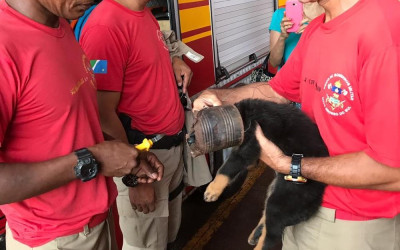 Filhote de cachorro fica com cabeça presa em lata de alumínio, em MS, e é socorrido pelo Corpo de Bombeiros
