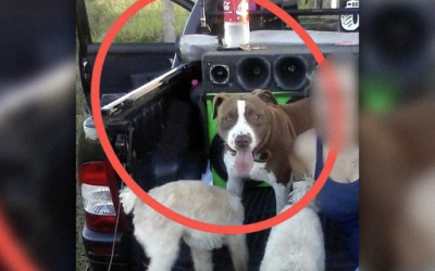Bebê de 8 meses é atacada por pit bull da família e morre no hospital em Antônio João