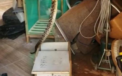 ASSISTA AO VÍDEO: PMA captura cascavel de 1,3 metros em residência na Capital