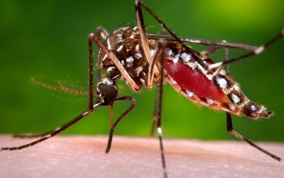 Três Lagoas acumula 2.311 casos notificados suspeitos de Dengue em 2019