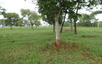 PMA de Jardim autua três pessoas por desmatamento ilegal imagem de satélites