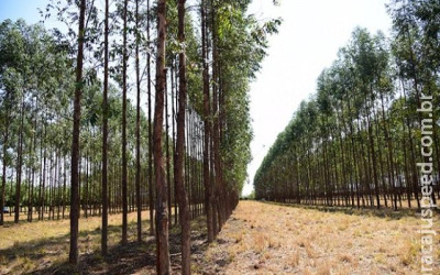 Em dois anos, área de plantio de eucalipto sobe 11% em MS