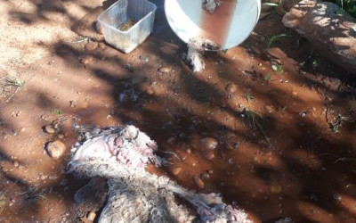 Mulher é presa após matar e tirar órgãos de cadela