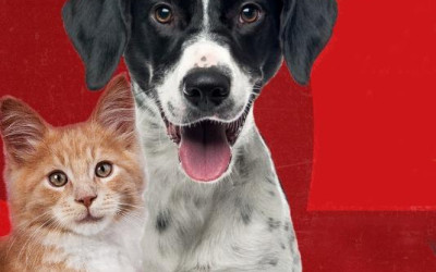 Saúde de Três Lagoas prepara campanha de vacinação de cães e gatos contra a raiva