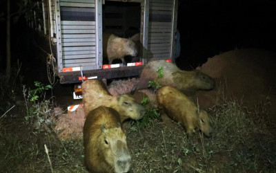 Meio Ambiente inicia manejo das capivaras da Lagoa Maior