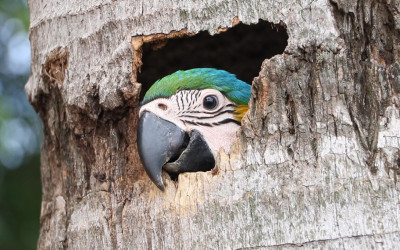 ARARAS EM DESTAQUE - Meio Ambiente protege ninhos, constrói casinhas artificiais e destaca medidas de preservação