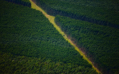 Em MS, Suzano abre processos seletivos com vagas para Água Clara, Brasilândia e Três Lagoas