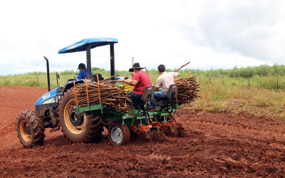 Auxiliando o pequeno produtor, Agronegócio estreia plantadeira de rama de mandioca na região da Piaba