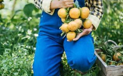 Seca em São Paulo prejudica safras de café e laranja