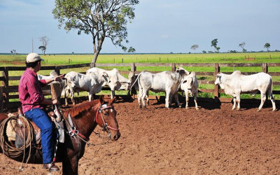 Bovinocultura de corte é responsável por 55,6 % dos empregos formais gerados na agropecuária em MS