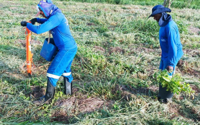 CESP doa mais de 26 mil mudas nativas da Mata Atlântica para restauração de Corredores de Biodiversidade do Rio Paraná