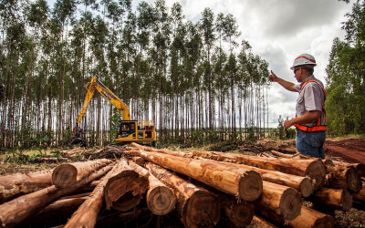 Suzano está com três processos seletivos abertos para atender suas operações em Ribas do Rio Pardo (MS)