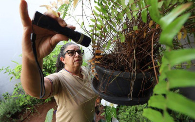 MS registra 7.928 casos confirmados de dengue em novo boletim