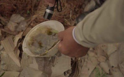 MS registra 2 casos confirmados de dengue em novo boletim