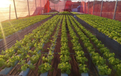 Projeto leva hidroponia a agricultores familiares e aumenta produção em Naviraí