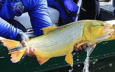 Pescador é multado em R$ 5,5 mil após ser flagrado com dourado proibido em Mato Grosso do Sul