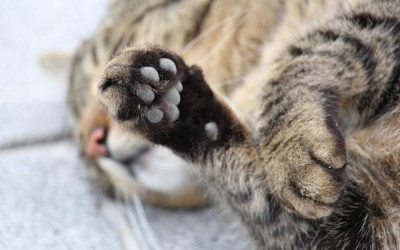 Prefeitura lembra que serviço gratuito de coleta de animais mortos evita contaminação e riscos à saúde