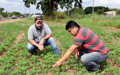 Prefeitura aposta em planta como mais uma ferramenta no combate ao Aedes Aegypti