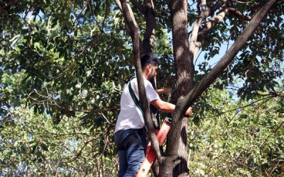 Lagoa Maior recebe 120 vasos com orquídeas retiradas de reserva ambiental