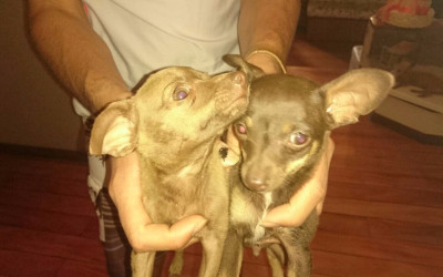 Cães de estimação do Prefeito são deixados na porta de sua casa