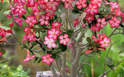 Cultura promove Exposição de Rosas do Deserto e Orquídeas na quarta-feira