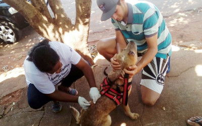 Mais de 700 animais foram imunizados contra a raiva em Brasilândia