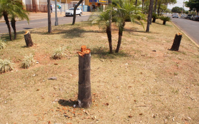 Corte de árvores em cruzamento de avenidas expõem ineficiência da Secretaria do Meio Ambiente