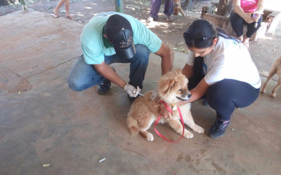Mais de mil animais já foram vacinados em Brasilândia