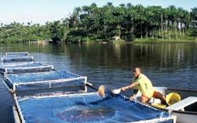 Seriedade do Estado ajuda Selvíria sediar polo nacional de produção de peixes