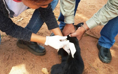 Mais de 1.500 animais já foram vacinados em Brasilândia