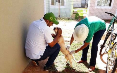 Equipes da Saúde estarão na feira de sábado vacinando cães e gatos