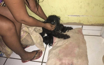 Homem é multado em R$ 2 mil por agredir cadela após denúncia da própria mulher