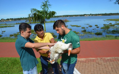 Equipes da prefeitura de Três Lagoas atendem gansos machucados na Lagoa Maior