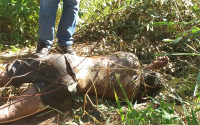 Corpo de homem é encontrado em plantação de eucalipto; Provável que tenha sido degolado e desovado