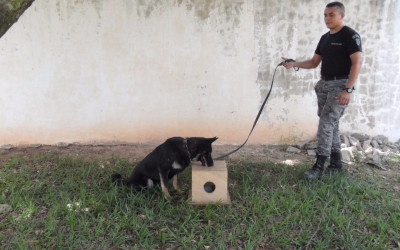 Policiais da Força Tática realizam instruções para operações com cães 