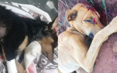  “Thor” e “Neguinha”, vítimas de maus tratos não resistem e morrem