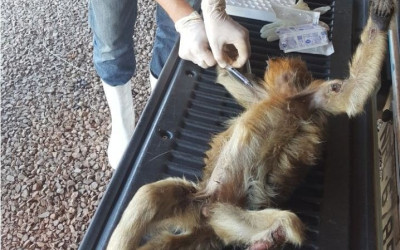 Exames comprovam que macaca encontrada ferida não estava com febre amarela