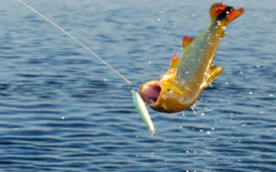 Mais de 60% dos presentes no 9º Torneio de Pesca de Três Lagoas são turistas
