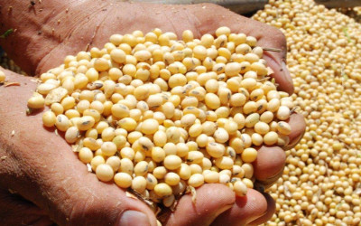 Soja volta a ser principal produto exportado por MS