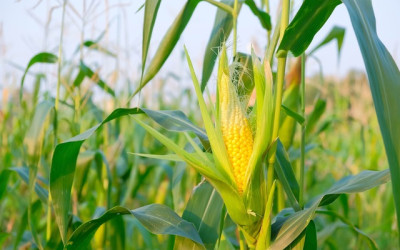 Chega aos 50% a colheita de milho em Mato Grosso do Sul