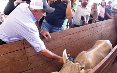 Governador Azambuja abre campanha contra aftosa em MS 