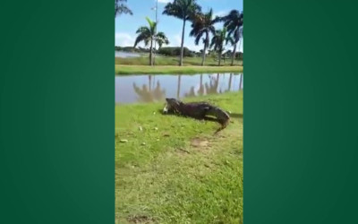 Vídeo de Jacaré atacando cachorro na Lagoa Maior viraliza em Três Lagoas