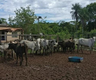 Jovem furta gado de vizinho no valor de R$ 18 mil para pagar tratamento de pai com dengue em MS