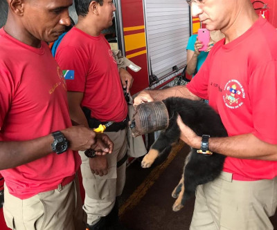 Filhote de cachorro fica com cabeça presa em lata de alumínio, em MS, e é socorrido pelo Corpo de Bombeiros