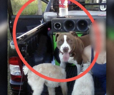 Bebê de 8 meses é atacada por pit bull da família e morre no hospital em Antônio João