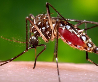 Saúde de Três Lagoas investiga segunda morte por Dengue em 2019