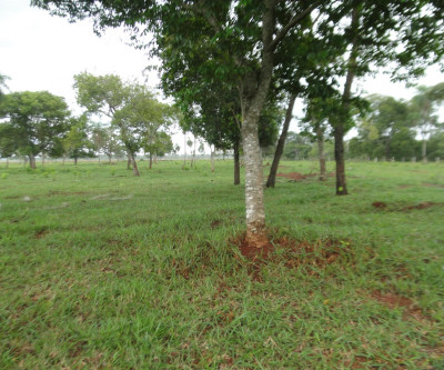 PMA de Jardim autua três pessoas por desmatamento ilegal imagem de satélites